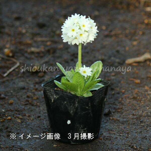 2ポット プリムラ デンテキュラータ 白花 9cmポット苗2ポットセット宿根草 耐寒性多年草 玉咲き桜草 4 13蕾 開花中 Purimuradh 紫桜館 山の花屋 通販 Yahoo ショッピング