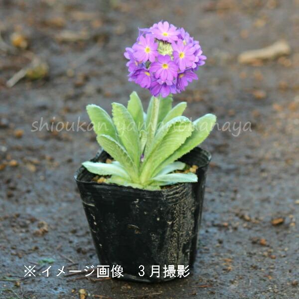 2ポット プリムラ デンテキュラータ 紫花 9cmポット苗2ポットセット宿根草 耐寒性多年草 玉咲き桜草 3 17蕾 開花中 Purimuradp 紫桜館 山の花屋 通販 Yahoo ショッピング