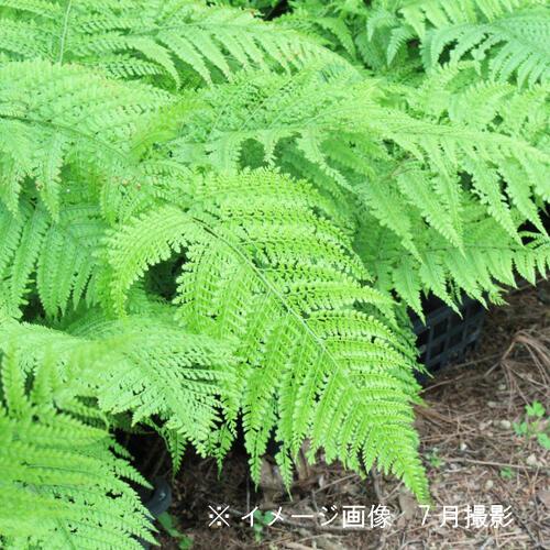 在庫一掃 ポット リョウメンシダ 10 5cmポット苗ポットセット 山野草 耐寒性多年草 シダ植物 両面羊歯 60 Off Www Aqtsolutions Com