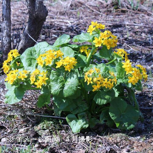 1ポット エゾリュウキンカ 10 5cmポット苗 湿地植物 耐寒性多年草 ヤチブキ 蝦夷立金花 Ryuukinka 紫桜館 山の花屋 通販 Yahoo ショッピング