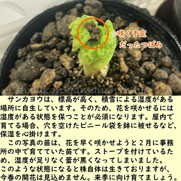 公式 オンライン ストア 100株 サンカヨウ 素掘り苗100株 山野草 山苛葉 22年開花見込み株 入荷済み Sankayou100 紫桜館 山の花屋 大人の上質 Khalil Mamoon Com