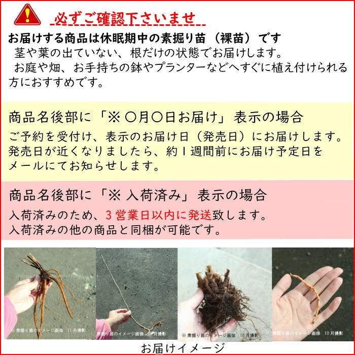 公式 オンライン ストア 100株 サンカヨウ 素掘り苗100株 山野草 山苛葉 22年開花見込み株 入荷済み Sankayou100 紫桜館 山の花屋 大人の上質 Khalil Mamoon Com