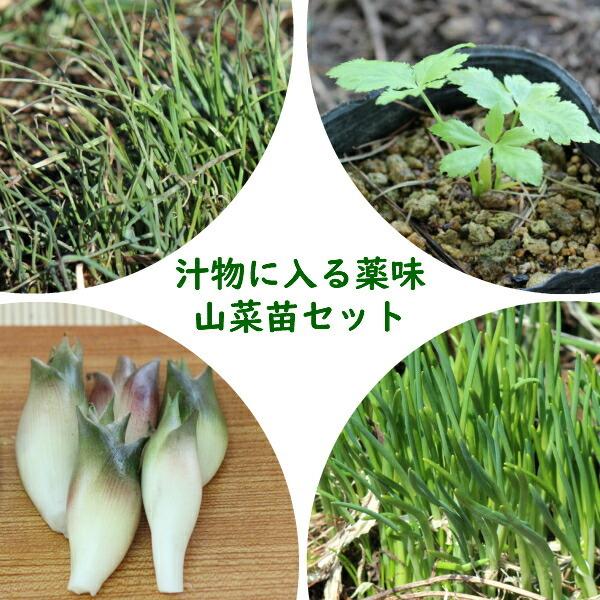 山菜苗セット プランター栽培も可能 汁物に入る薬味山菜苗 各2ポット