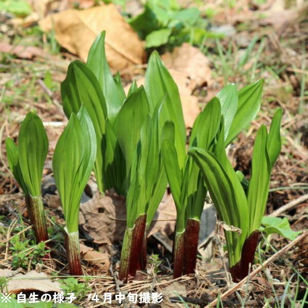 山菜苗セット 茹でるだけで食べられる山菜苗 ６種各１ポットセット コゴミ 行者ニンニク シドケ ウルイ 山ウド ハタケワサビ Sansainaeset2 6 紫桜館 山の花屋 通販 Yahoo ショッピング