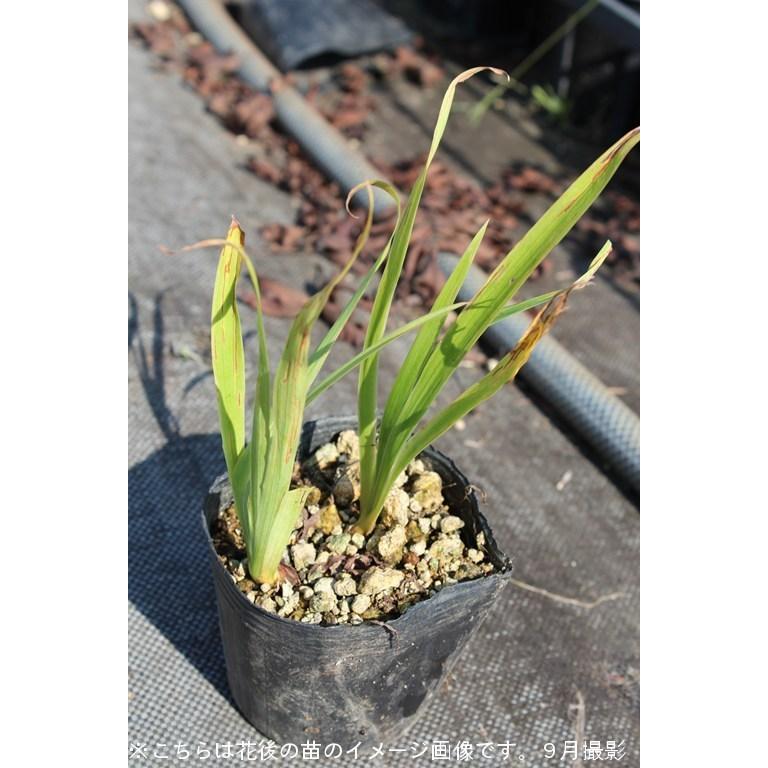 1ポット 三寸アヤメ 9cmポット苗 山野草 耐寒性多年草 三寸文目 菖蒲 Sansun9 紫桜館 山の花屋 通販 Yahoo ショッピング