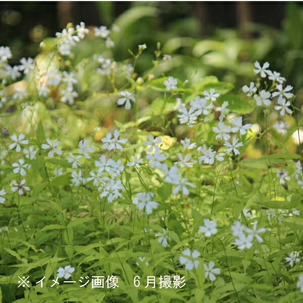 1ポット センジュガンピ 9cmポット苗 山野草 耐寒性多年草 センジュガンビ センノウの仲間 休眠期中 地上部なし Senzyu9 紫桜館 山の花屋 通販 Yahoo ショッピング