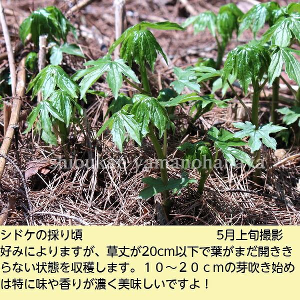 シドケ 9〜10.5cmポット苗 山菜苗/耐寒性多年草/モミジガサ/※7/27葉を