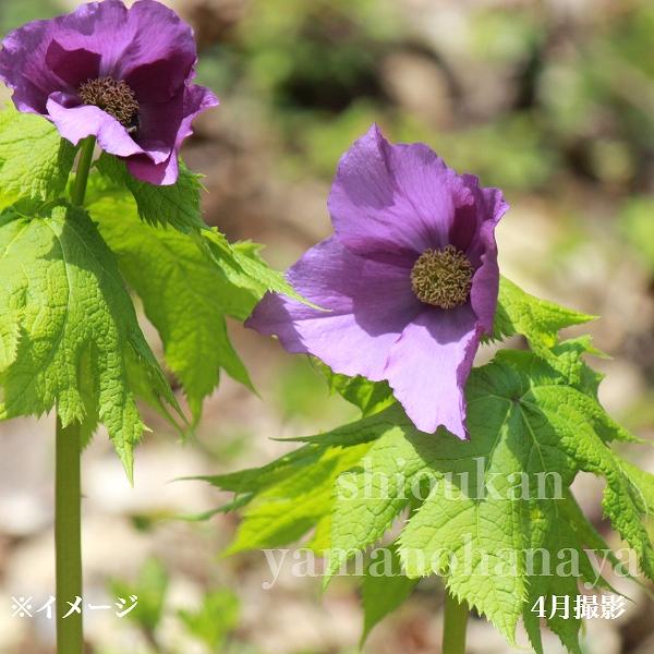 シラネアオイ 10.5cmポット苗 2芽植え/山野草/耐寒性多年草/白根葵