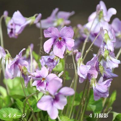 サクラタチツボスミレ 9cmポット苗 山野草/耐寒性多年草/立壺菫/新商品