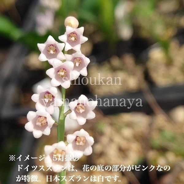 専門店では 1ポット ピンクドイツスズラン 9cmポット苗 植え付け1年後以降開花見込み苗 春咲き宿根草 桃花鈴蘭 4 11芽吹き始め Wantannas Go Id