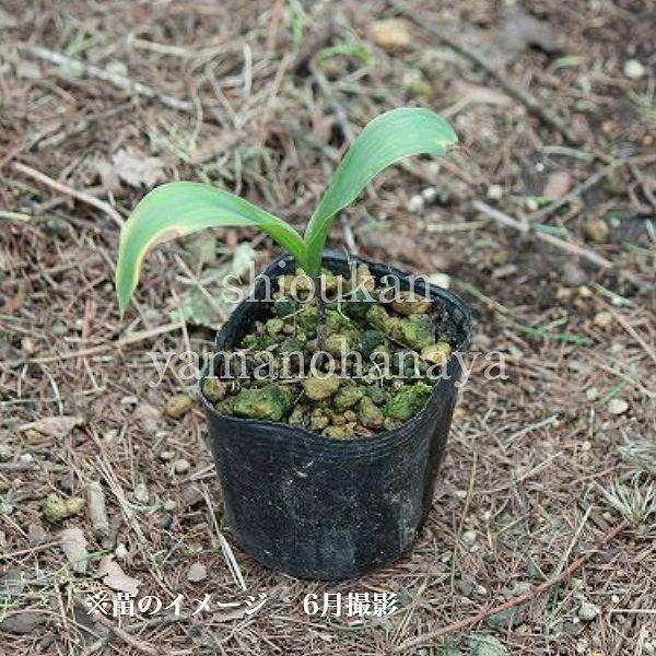 山野草セット スズラン 2色各3ポットセット 日本スズラン ピンクドイツスズラン Suzuran Set 紫桜館 山の花屋 通販 Yahoo ショッピング