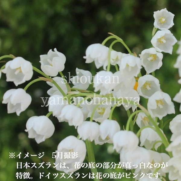 山野草セット スズラン 2色各3ポットセット 日本スズラン ピンクドイツスズラン Suzuran Set 紫桜館 山の花屋 通販 Yahoo ショッピング