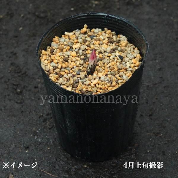 (1ポット)糸葉シャクヤク　10.5cmポット苗　 山野草/耐寒性多年草/芍薬/※5/18葉が展開中｜shioukan-hanaya｜03