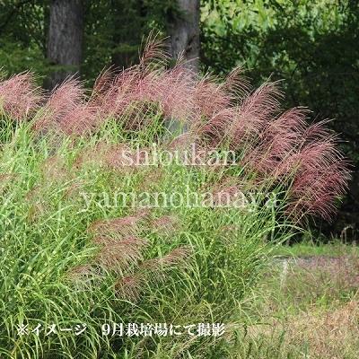 5ポット タカノハススキ 10 5cmポット苗5ポットセット 植え付け1年後以降の開花見込み苗 矢羽薄 鷹の羽ススキ Takanohasusuki5 紫桜館 山の花屋 通販 Yahoo ショッピング