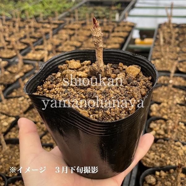 1ポット タラノキ 10 5cmポット幼苗 樹高1 10cm 実生2年目から3年目 山菜苗 たらの芽 Taranome Small105p 紫桜館 山の花屋 通販 Yahoo ショッピング