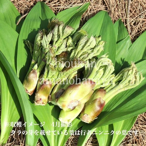 1ポット タラノキ 10 5cmポット幼苗 樹高1 10cm 実生2年目から3年目 山菜苗 たらの芽 Taranome Small105p 紫桜館 山の花屋 通販 Yahoo ショッピング