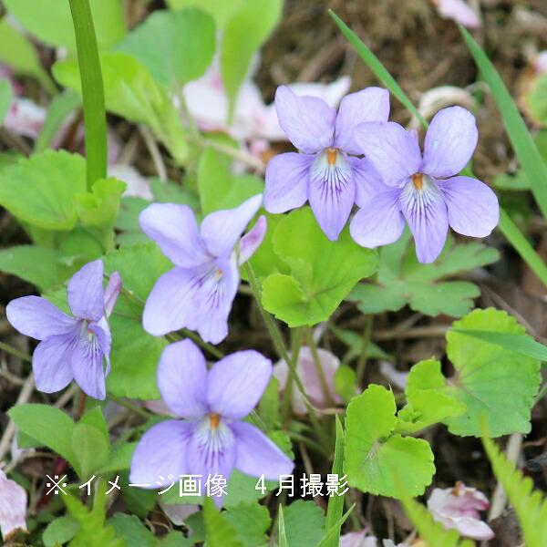 (100ポット)タチツボスミレ　9cmポット苗100ポットセット 山野草/耐寒性多年草/立壺菫/※4/27葉が展開中｜shioukan-hanaya｜02