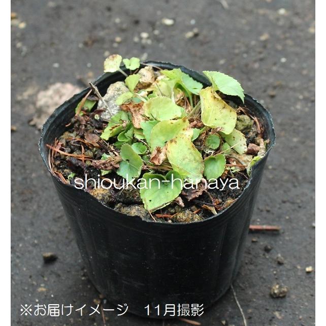 ポット タチツボスミレ 9cmポット苗ポットセット山野草 耐寒性多年草 立壺菫 4 13蕾 開花中 Tatitubo40 紫桜館 山の花屋 通販 Yahoo ショッピング