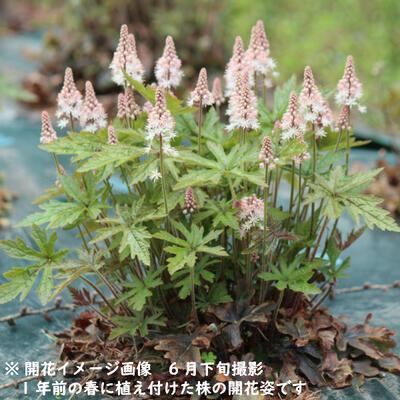 1ポット ティアレア ピンクスカイロケット 10 5cmポット苗 宿根草 新商品 ティアレラ 3 29固い蕾あり Thiareapink 105p 紫桜館 山の花屋 通販 Yahoo ショッピング