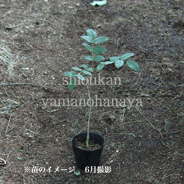 1ポット ツリバナマユミ 12cmポット苗 樹木苗 吊花まゆみ Turibana12 紫桜館 山の花屋 通販 Yahoo ショッピング