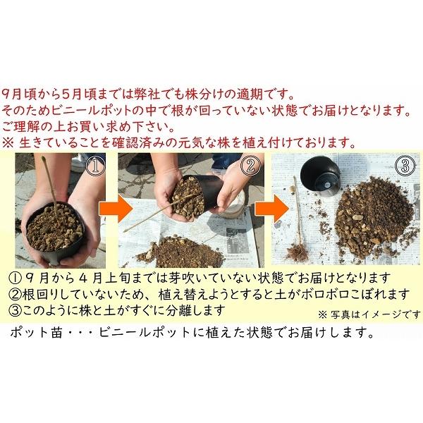 1ポット ツルウメモドキ 9 10 5cmポット実付き雌木苗希少実付き苗 樹木苗 つるもどき 7 10実が生っています Turuumemodoki Mituki 紫桜館 山の花屋 通販 Yahoo ショッピング