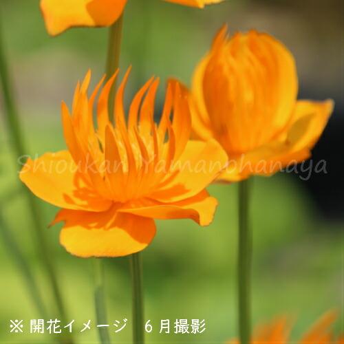 山野草セット 茶花 切り花向き 4種各1ポットセット カライトソウ カンムリキンバイ サキガケアヤメ ヤマジノホトトギス Tyabana4 紫桜館 山の花屋 通販 Yahoo ショッピング