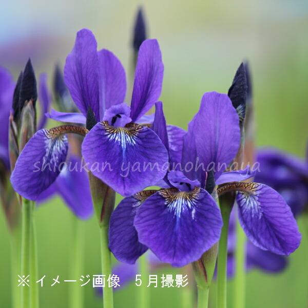 山野草セット 茶花 切り花向き 4種各1ポットセット カライトソウ カンムリキンバイ サキガケアヤメ ヤマジノホトトギス Tyabana4 紫桜館 山の花屋 通販 Yahoo ショッピング