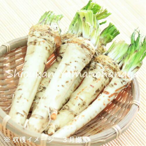 ポット ワサビダイコン 10 5cmポット苗ポットセット 山菜苗 山わさび 山葵大根 ホースラディッシュ Wasadai28 紫桜館 山の花屋 通販 Yahoo ショッピング