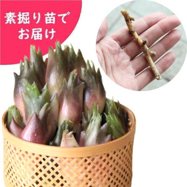 1000株 山菜苗 12月4日からお届け開始 山菜苗 12月4日からお届け開始 素掘り苗1000株 早生ミョウガ 夏茗荷 早生ミョウガ 夏茗荷