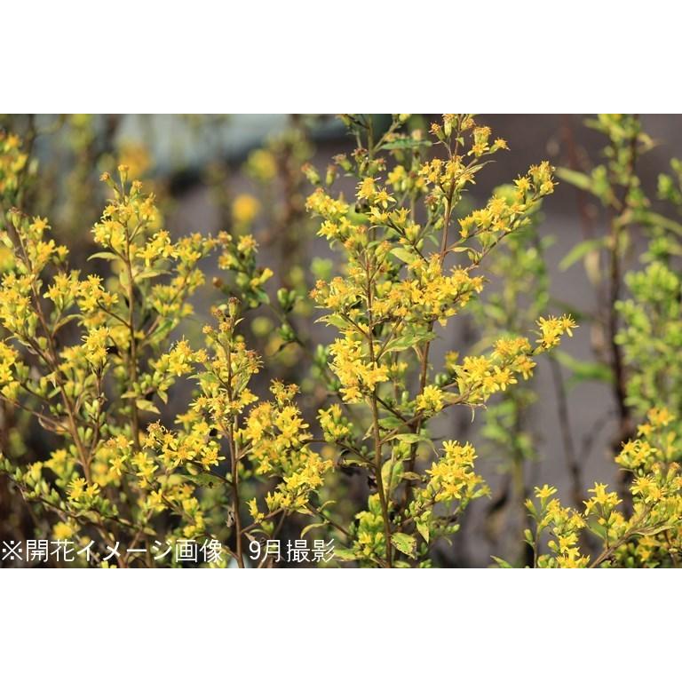 5ポット アキノキリンソウ 9 10 5cmポット苗5ポットセット 山野草 秋の麒麟草 X 紫桜館 山の花屋 通販 Yahoo ショッピング