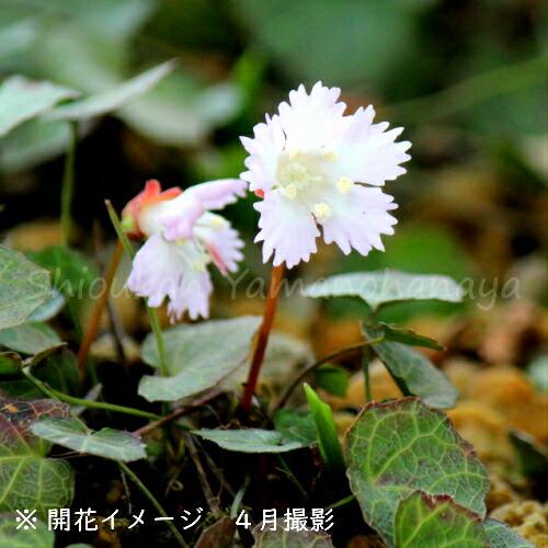 春の山野草 ピンク色の花の商品一覧 通販 Yahoo ショッピング