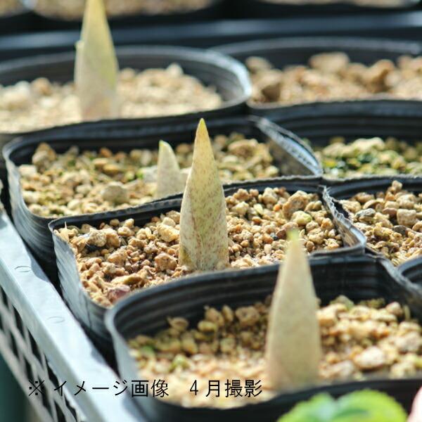 5ポット ウラシマソウ 10 5cmポット苗5ポットセット 山野草 耐寒性多年草 浦島草 天南星 X 紫桜館 山の花屋 通販 Yahoo ショッピング