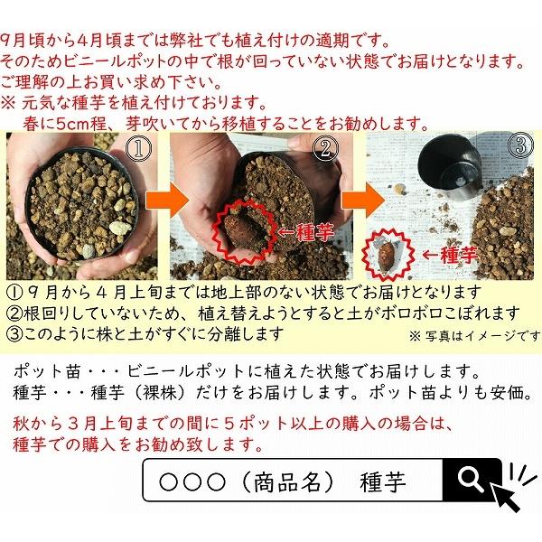 最大75 オフ 山菜 ちよろぎ チョロギ の苗 Vousfinancer Winkstrategies Com