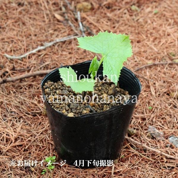 5ポット ボウナ 10 5ｃｍポット苗5ポットセット 山菜苗 耐寒性多年草 イヌドウナ X Bouna10 紫桜館 山の花屋 通販 Yahoo ショッピング