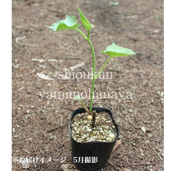 5ポット ボウナ 10 5ｃｍポット苗5ポットセット 山菜苗 耐寒性多年草 イヌドウナ X Bouna10 紫桜館 山の花屋 通販 Yahoo ショッピング