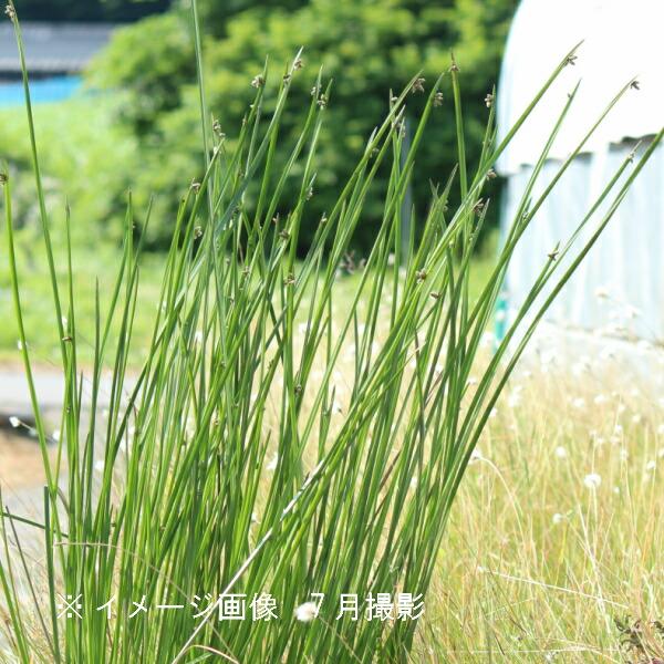 (5ポット)カンガレイ　9〜10.5cmポット苗5ポットセット　 湿地性多年草/ビオトープ/｜shioukan-hanaya｜02