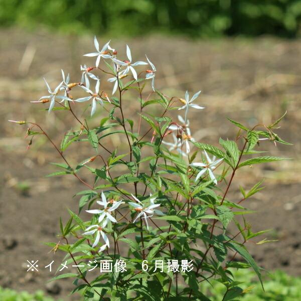 5ポット ミツバシモツケ 9cmポット苗5ポットセット 耐寒性宿根草 ギレニア X Mitubasimo9 紫桜館 山の花屋 通販 Yahoo ショッピング