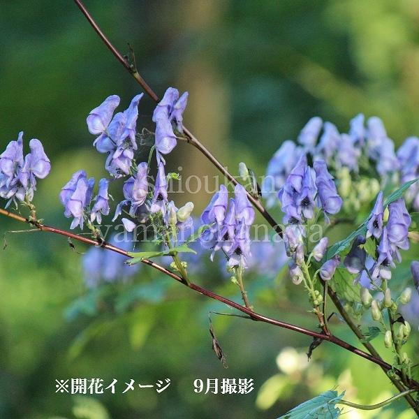 トリカブト の 花 苗 の商品一覧 花 ガーデニング 通販 Yahoo ショッピング