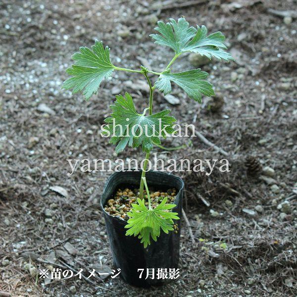 トリカブト の 花 苗 の商品一覧 花 ガーデニング 通販 Yahoo ショッピング