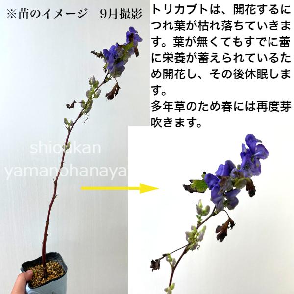 トリカブト の 花 苗 の商品一覧 花 ガーデニング 通販 Yahoo ショッピング