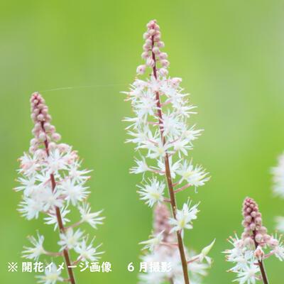 5ポット ティアレア ピンクスカイロケット 10 5cmポット苗5ポットセット 宿根草 ティアレラ 今季開花終了 X Thiareapink 105p 紫桜館 山の花屋 通販 Yahoo ショッピング