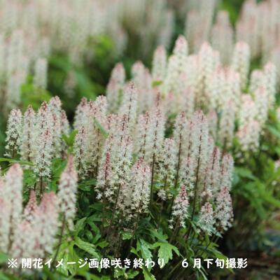 5ポット ティアレア ピンクスカイロケット 10 5cmポット苗5ポットセット 宿根草 ティアレラ 今季開花終了 X Thiareapink 105p 紫桜館 山の花屋 通販 Yahoo ショッピング