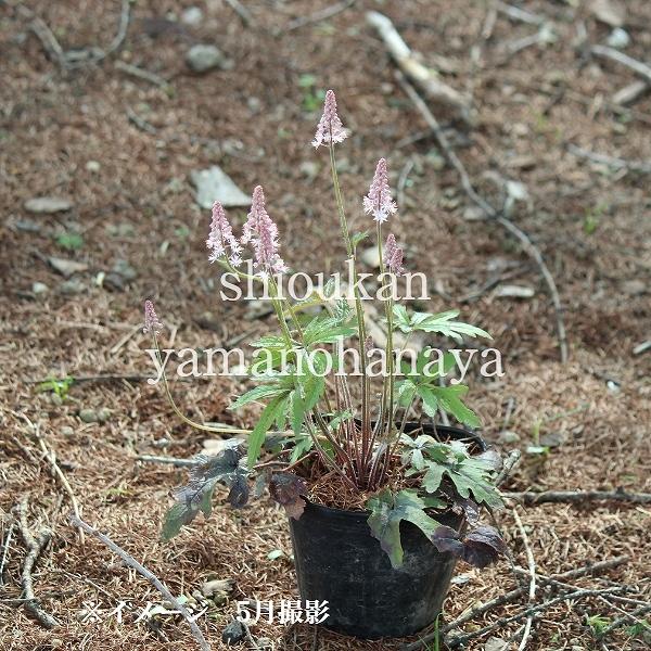 5ポット ティアレア ピンクスカイロケット 10 5cmポット苗5ポットセット 宿根草 ティアレラ 今季開花終了 X Thiareapink 105p 紫桜館 山の花屋 通販 Yahoo ショッピング