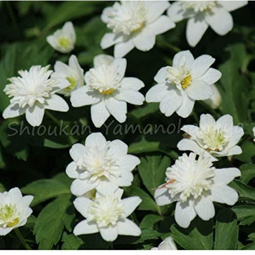 1ポット 八重咲きイチリンソウ 9cmポット苗 春咲き宿根草 耐寒性多年草 八重咲き一輪草 アネモネ 休眠株を植え付けてお届け Yaeitirinsou9 紫桜館 山の花屋 通販 Yahoo ショッピング