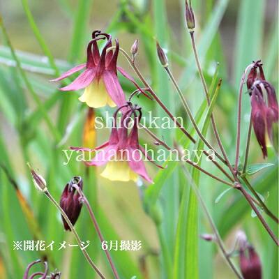 1ポット ヤマオダマキ 9cmポット苗 山野草 耐寒性多年草 山苧環 アキレジア Yamaoda 紫桜館 山の花屋 通販 Yahoo ショッピング