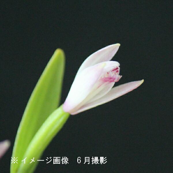 1ポット ヤマトキソウ 7 5cmポット苗 山野草 耐寒性多年草 山朱鷺草 今季開花終了 Yamatoki9 紫桜館 山の花屋 通販 Yahoo ショッピング