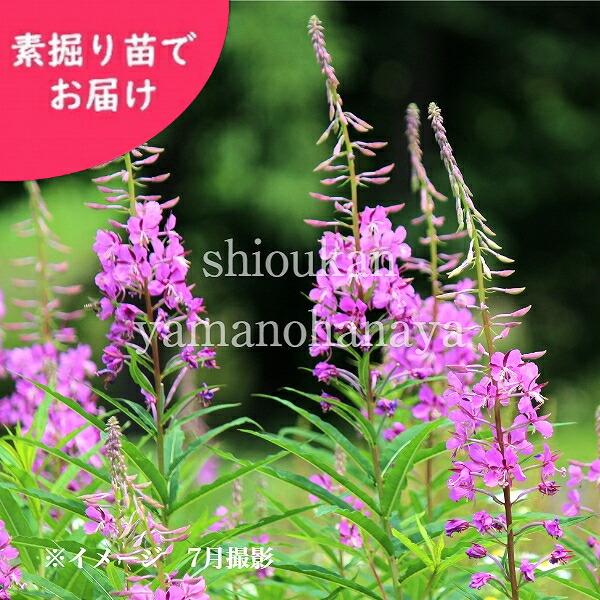 お取り寄せ可能 100株 ヤナギラン 素掘り苗100株 山野草 柳蘭 22年開花見込み株 入荷済み Yanagi100 紫桜館 山の花屋 通販 Yahoo ショッピング 安い セール店舗 Foundationbts Com