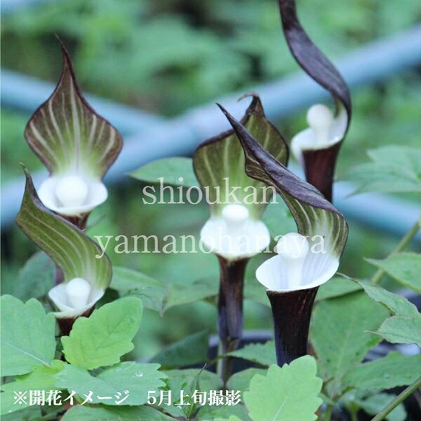 1ポット ユキモチソウ 7 5 9cmポット幼苗植え付けから1年後の開花見込み苗 山野草 雪餅草 7 10葉に傷みあり Yukimoti 紫桜館 山の花屋 通販 Yahoo ショッピング