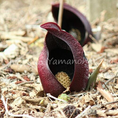 春夏新色 24ポット ザゼンソウ 12cmポット花芽付き大株仮植え苗24ポットセット 湿地植物 耐寒性多年草 座禅草 今季開花終了 再再販 Talentoindustrial Com