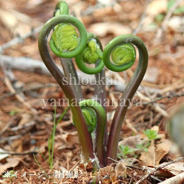 1ポット ゼンマイ 12 15cmポット大株苗山菜苗 耐寒性多年草 薇 Zenmai15 紫桜館 山の花屋 通販 Yahoo ショッピング